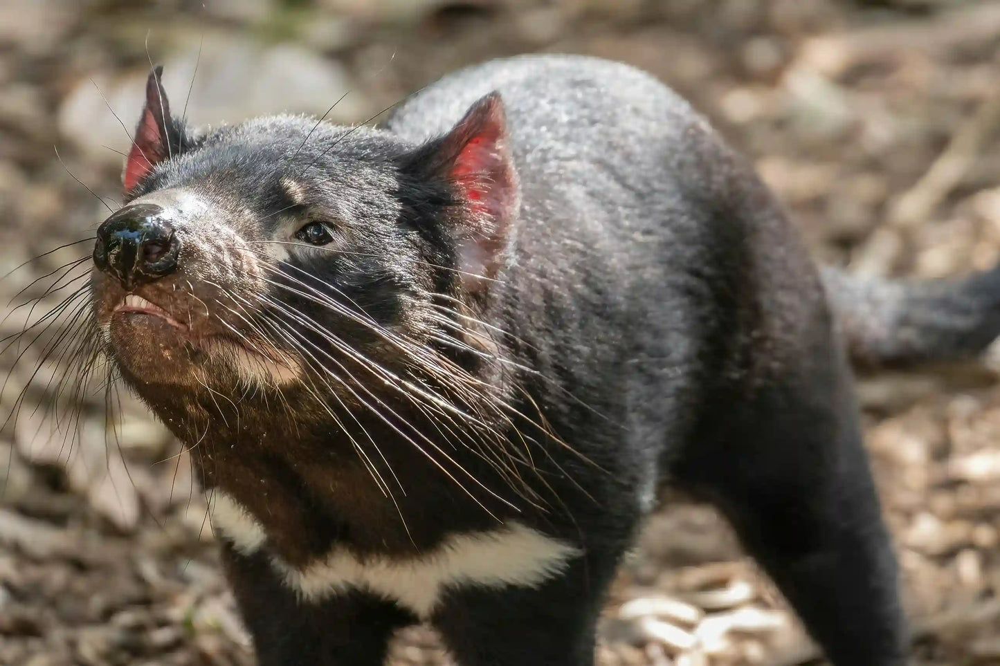 Top Wildlife & Nature Encounters in Tasmania