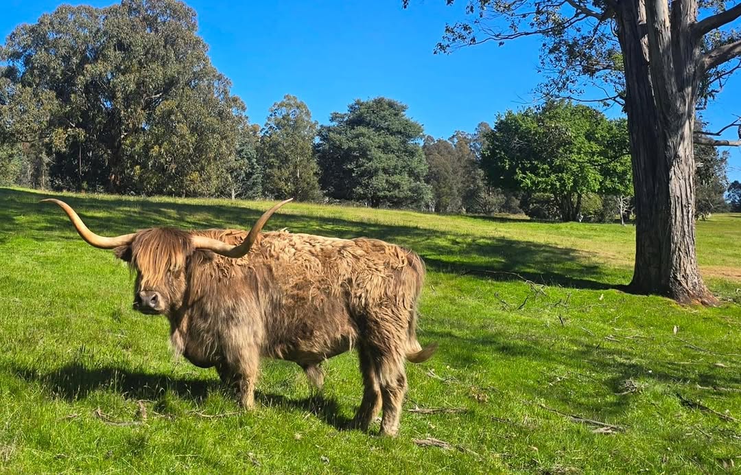Highland cow standing in a grassy field in Tasmania with trees in the background

