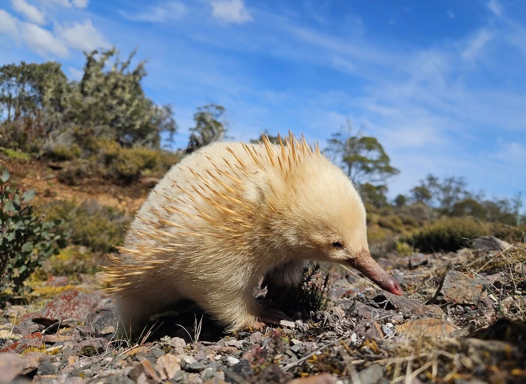 Albino Echidna on a rocky hillside with a blue sky and trees in the background
