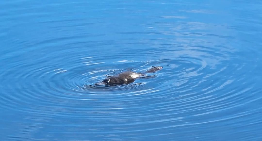 Small Tasmanian platypus swimming